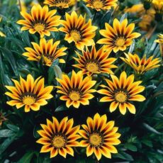 5056771000508 1 Gazania Magic.JPG